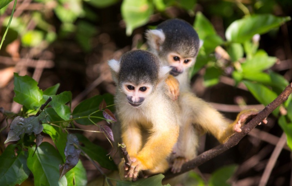 Две маленькие обезьянки на дереве