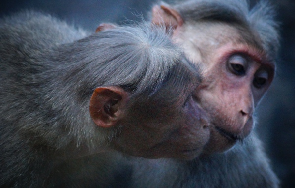 Две обезьяны обнимают друг друга