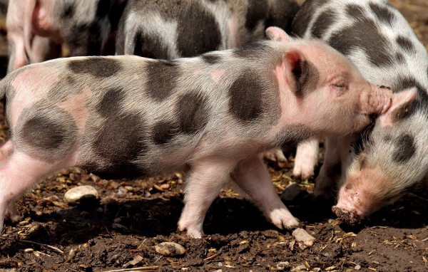 Забавные пятнистые поросята на земле