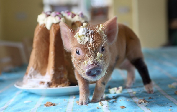 Little piglet in cake cream