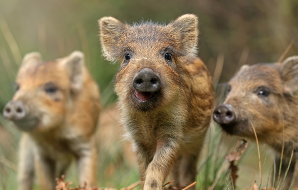 Маленькие дикие кабанчики в лесу