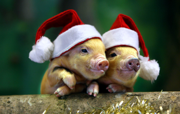 Два поросенка в новогодних шапках, символ нового года 2019 
