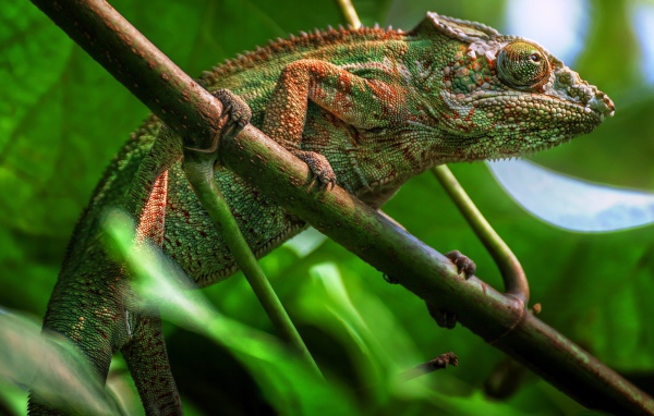 Большой зеленый хамелеон сидит на ветке