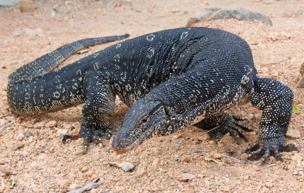 Большой дракон комодо  на песке