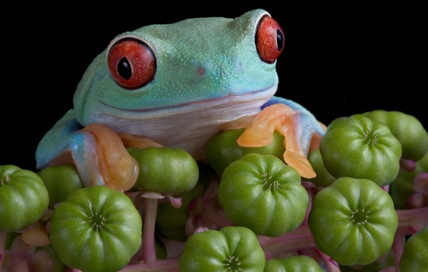 Большая зеленая лягушка с красными глазами