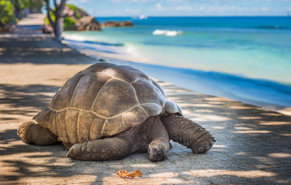 Гигантская черепаха на берегу