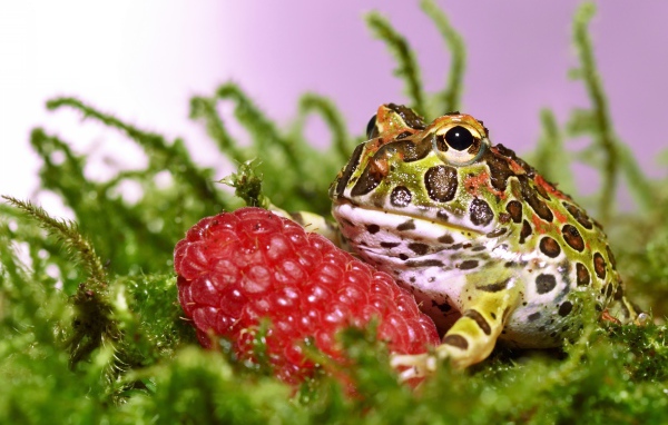Рогатая жаба с большой спелой ягодой малины
