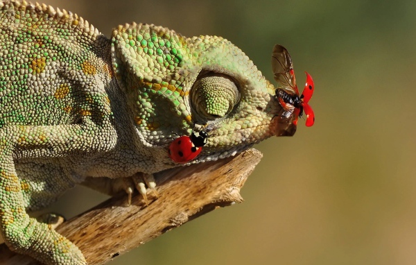 Божьи коровки сидят на зеленом хамелеоне 