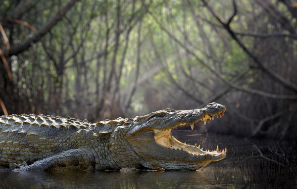 Большой крокодил с открытой пастью в воде 