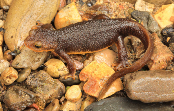 Маленькая коричневая ящерица на камнях 