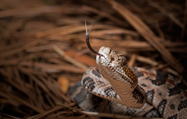 Змея с высунутым языком 