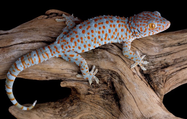 Голубой геккон Токи сидит на сухой коряге