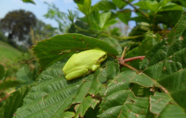 Зеленая жаба сидит на большом листе