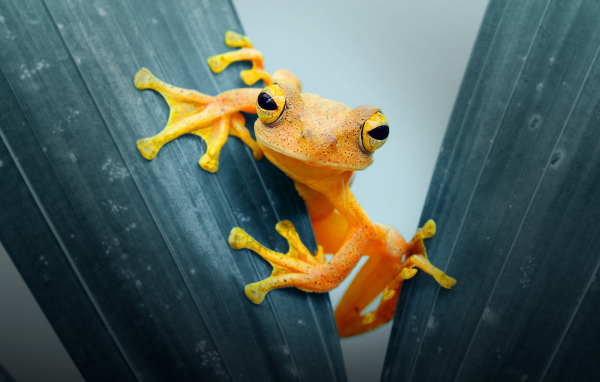 Оранжевая лягушка сидит на листе