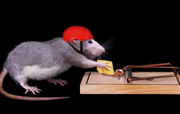 Крыса в шлеме ворует сыр из мышеловки