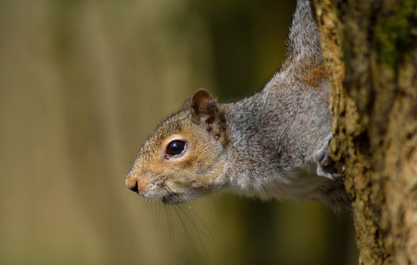 Любопытная белка на дереве