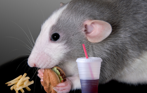 Серая декоративная крыса с сэндвичем и соком