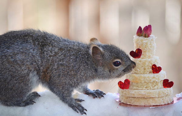 Серой белке подарили торт из хлеба