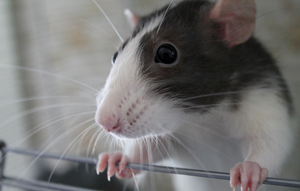 Маленькая домашняя крыса крупным планом