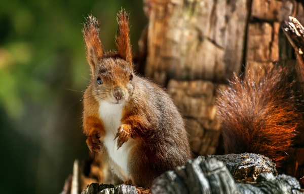 Рыжая белка на сухом дереве крупным планом 