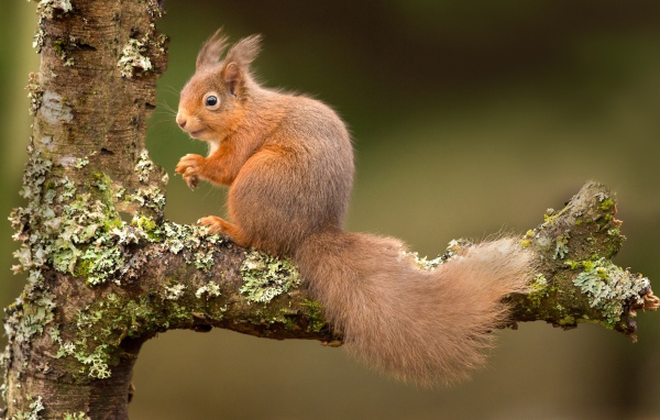 Рыжая белка на ветке дерева 