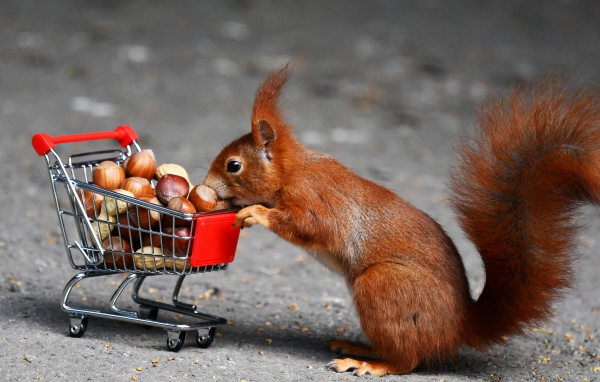 Рыжая белка с тележкой с лесными орехами