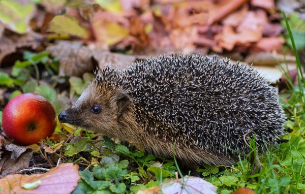 Колючий еж с красным яблоком в зеленой траве