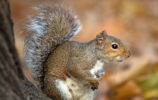 Белка с пушистым хвостом на дереве