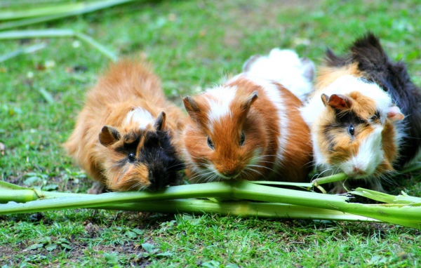 Три морские свинки грызут зеленую траву