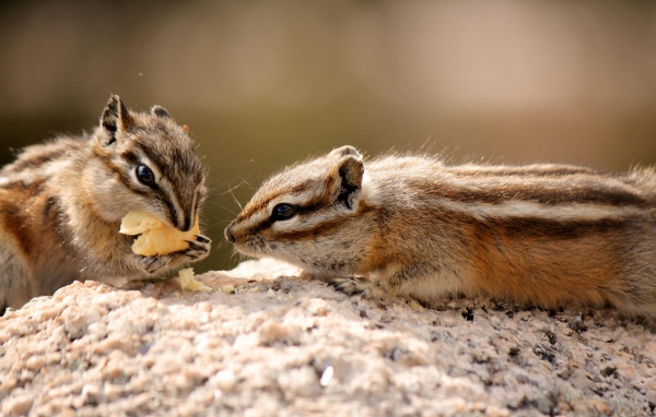 Два милых бурундука едят печенье
