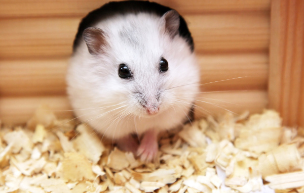 Белый хомяк в домике крупным планом