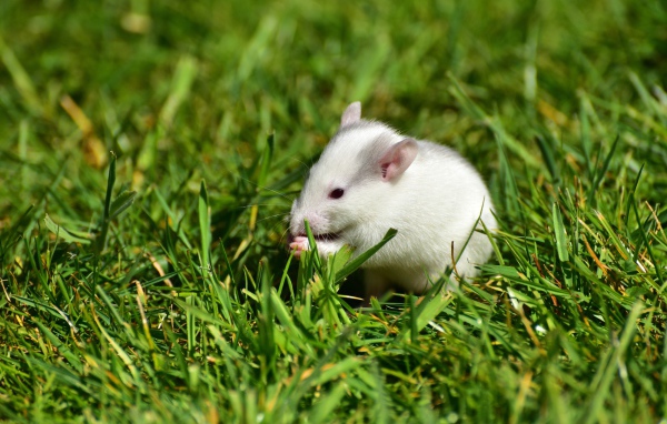 Белая мышь в зеленой траве