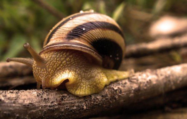 Большая улитка в ракушке на ветке 