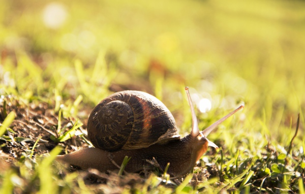 Большая улитка на траве