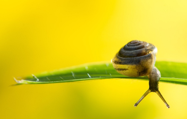Улитка на зеленом листке на желтом фоне 