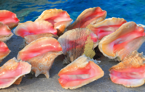 Большие розовые ракушки на песке