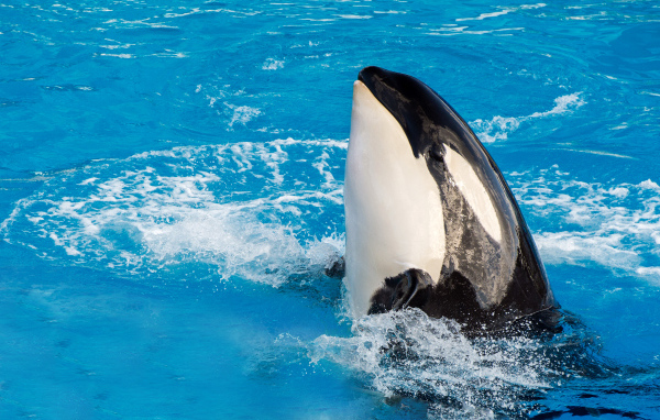 Большая касатка в бассейне 