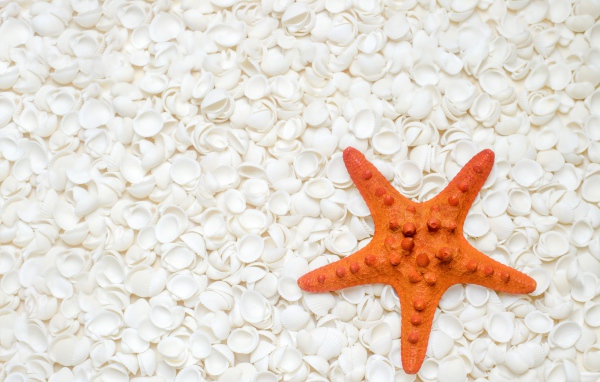 Оранжевая морская звезда лежит на белых ракушках 
