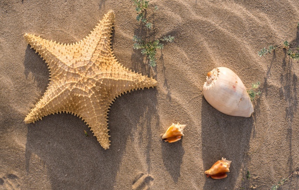 Морская звезда и ракушки на песке 