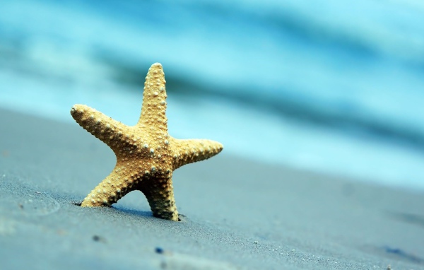 Морская звезда на сером морском песке