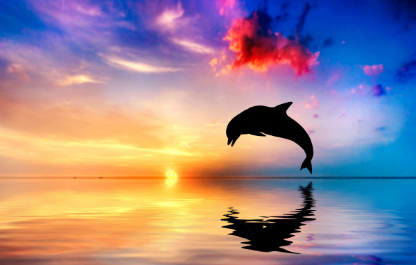 Дельфин выпрыгивает из воды на закате солнца