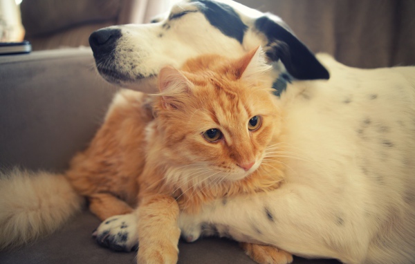 Собака обнимает рыжего кота 