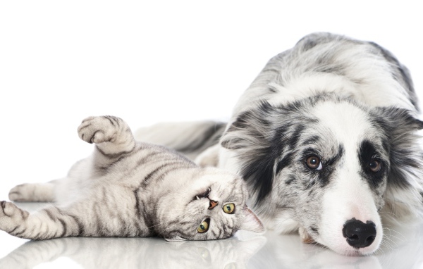 Австралийская овчарка и шотландский кот на белом фоне