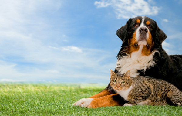 Собака породы Бернский зенненхунд с серым котом на траве