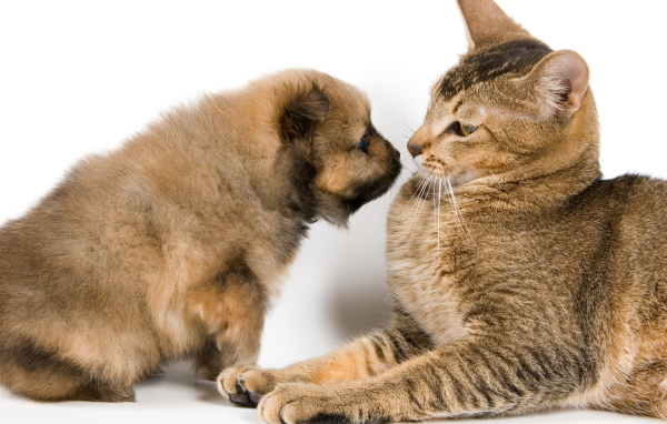 Большой кот со щенком на белом фоне