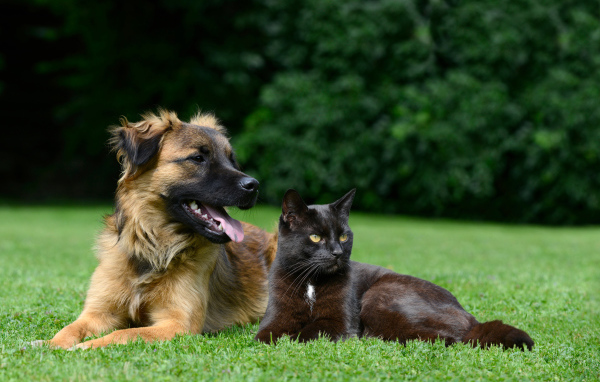 Черный кот и собака лежат на зеленой траве