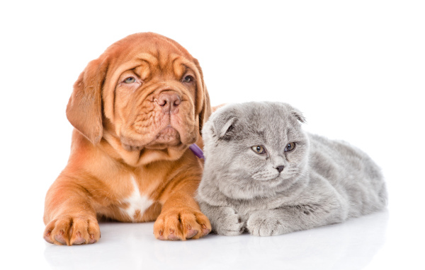 Бордоский дог и шотландский вислоухий котенок на белом фоне