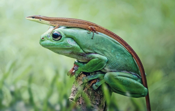 Ящерица сидит на зеленой лягушке