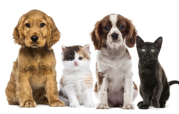 Два маленьких щенка и два котенка на белом фоне