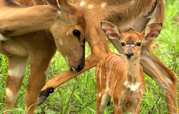 Олениха с маленьким олененком на зеленой траве